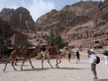 Camels riding in petra Royalty Free Stock Photo