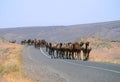Camels on the Road Royalty Free Stock Photo