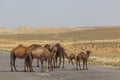 Camels on a road through Karakum desert between Ashgabat and Konye-Urgench, Turkmenist Royalty Free Stock Photo