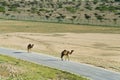 Camels on the road in Oman Royalty Free Stock Photo