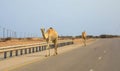 Camels on the road in Oman Royalty Free Stock Photo