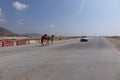 Camels on the road near Salalah, Oman.