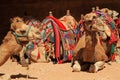 Camels Royalty Free Stock Photo