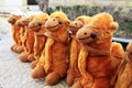 Camels row