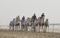 camels in Rub al Khali Desert at the Empty Quarter, in Abu Dhabi, UAE