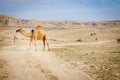 Camels in rural Kuwait Royalty Free Stock Photo