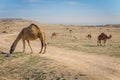 Camels in rural Kuwait Royalty Free Stock Photo