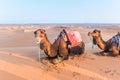 Camels with saddle on the back lying on a sand dune in the Sahara desert, Merzouga, Morocco. Royalty Free Stock Photo