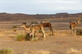 Camels in the Sahara desert. Royalty Free Stock Photo
