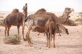 Camels in Sahara Desert, in layoun morocco, Herd of camels. Royalty Free Stock Photo