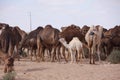 Camels in Sahara Desert, in layoun morocco, Herd of camels. Royalty Free Stock Photo