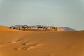 Camels in the Sahara desert in Merzouga. Morocco Royalty Free Stock Photo