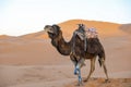 Camels. Sahara Desert. Merzouga Morocco Royalty Free Stock Photo