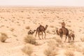 Camels in Sahara desert in Tunisia