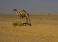 Camels of the Sahara Desert Royalty Free Stock Photo