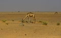 Camels of the Sahara Desert Royalty Free Stock Photo