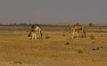 Camels of the Sahara Desert Royalty Free Stock Photo