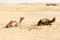 Camels, Sahara deserts, Tunisia Royalty Free Stock Photo