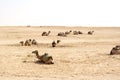 Camels, Sahara deserts, Tunisia Royalty Free Stock Photo