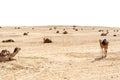 Camels, Sahara deserts, Tunisia Royalty Free Stock Photo