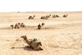 Camels, Sahara deserts, Tunisia Royalty Free Stock Photo