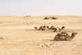 Camels, Sahara deserts, Tunisia Royalty Free Stock Photo