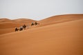 Camels in Sahara Royalty Free Stock Photo