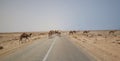 Camels at Sahara highway Royalty Free Stock Photo