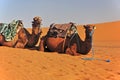 Camels in the Sahara in Morocco lie on the sand and wait for the tourists. Royalty Free Stock Photo