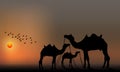 Camels in Sahara. vector illustration