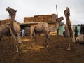 Camels for sale in market in Cairo, Egypt