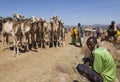 Camels for sale at one of the largest livestock market in the horn of Africa countries. Babile. Ethiopia. Royalty Free Stock Photo