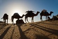 Camels in the Sand dunes desert of Sahara Royalty Free Stock Photo