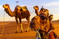 Camels in the sand dunes of Merzouga Royalty Free Stock Photo
