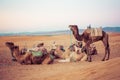 Camels on the sand dunes in the Sahara Desert. Morocco, Africa. Royalty Free Stock Photo