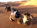 Camels and Sand dunes in the Sahara Royalty Free Stock Photo