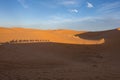 Of camels on the sand in Sahara desert, Erg Chebbi, Merzouga, Morocco Royalty Free Stock Photo