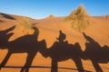 Of camels on the sand in Sahara desert, Erg Chebbi, Merzouga, Morocco Royalty Free Stock Photo
