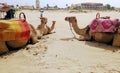 Camels in SaÃÂ­dia beach, Morroccos