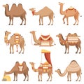 Camels Set, Desert Animals with Bridles and Saddles Decorated with Ethnic Ornament Vector Illustration