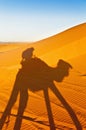 Camels shadows over Erg Chebbi at Morocco Royalty Free Stock Photo