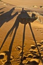 Camels shadows over Erg Chebbi at Morocco Royalty Free Stock Photo