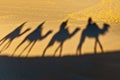 Camels shadows over Erg Chebbi at Morocco Royalty Free Stock Photo