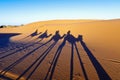 Camels shadows over Erg Chebbi at Morocco Royalty Free Stock Photo