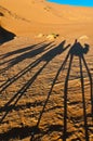 Camels shadows over Erg Chebbi at Morocco Royalty Free Stock Photo