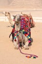 Camels, Ships of the Desert - Giza, Egypt Royalty Free Stock Photo