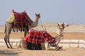 Camels, Ships of the Desert - Giza, Egypt Royalty Free Stock Photo