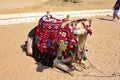 Camels, Ships of the Desert - Giza, Egypt Royalty Free Stock Photo