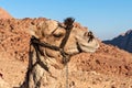 Camels in the Sinai desert