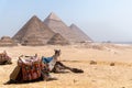 Camels sitting and relaxing in front of pyramids of giza Royalty Free Stock Photo